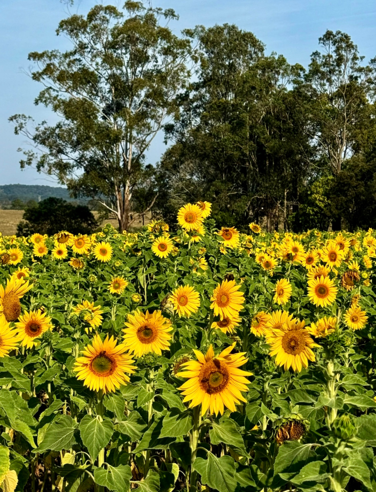 What is Organic Reach?